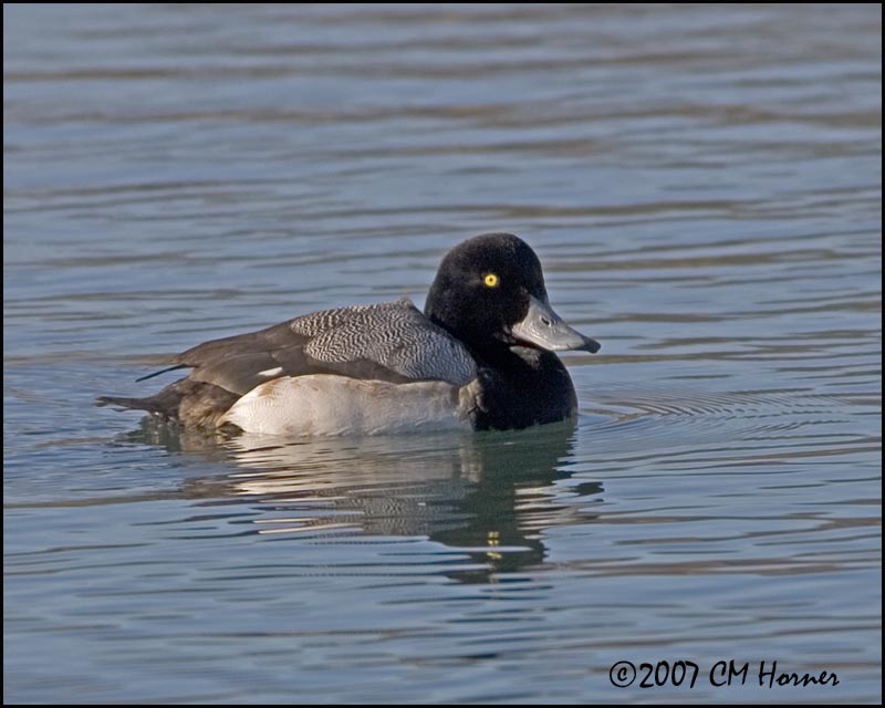 5544 Greater Scaup drake.jpg