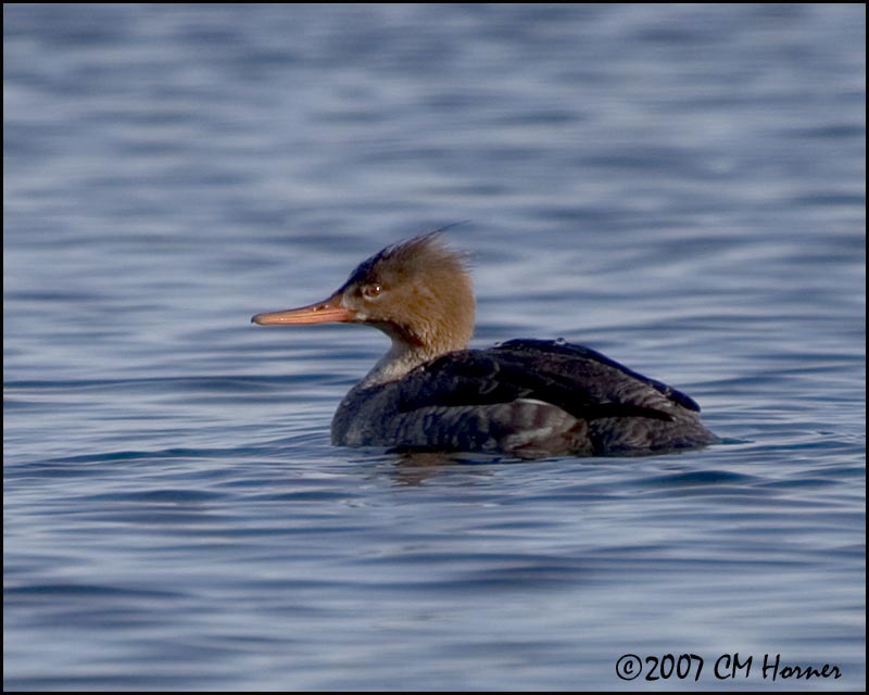 5560 Red-breasted Merganser hen.jpg