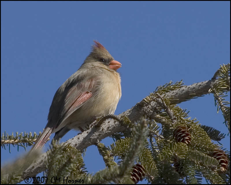 5589 Northern Cardinal female.jpg