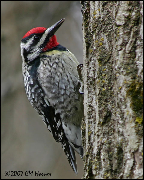 5660 Yellow-bellied Sapsucker.jpg