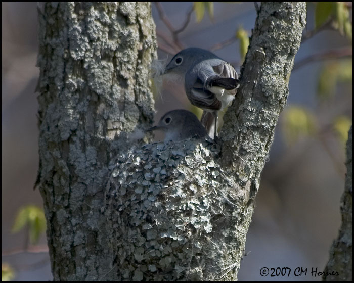 6847 Blue-gray Gnatcatcher.jpg