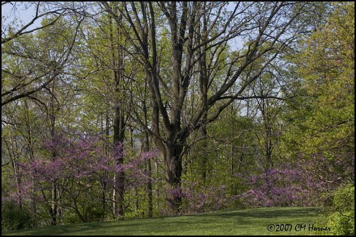 7021 Redbud.jpg