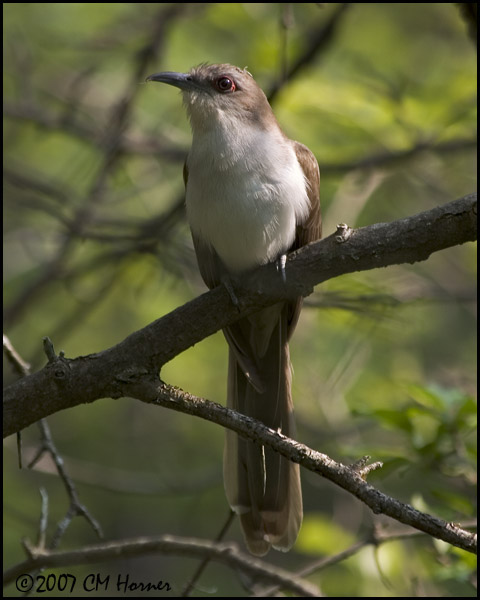 7192 Black-billed Cuckoo.jpg