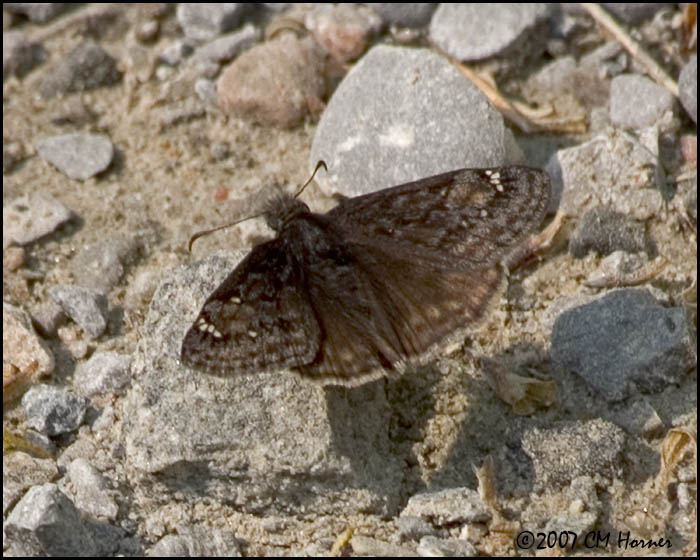 7210 Juvenals Duskywing.jpg