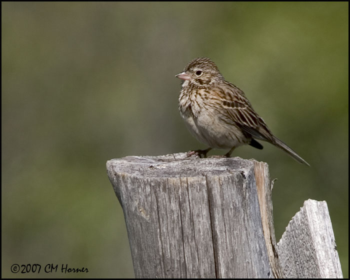 7306 Vesper Sparrow.jpg