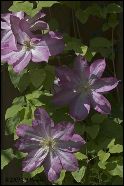 7421 Clematis.jpg