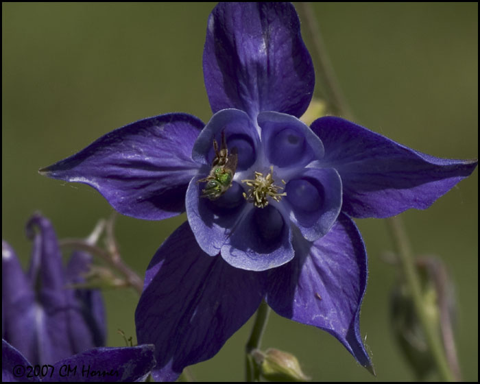 7424 Columbine.jpg