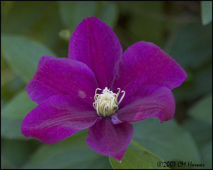 7438 Clematis.jpg