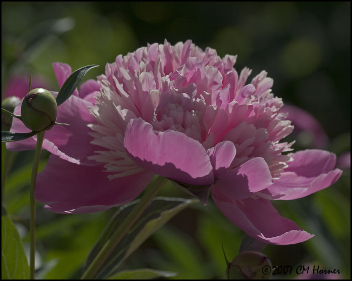 7443 Pink Peony.jpg