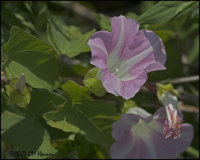 7503 Hedge Bindweed.jpg