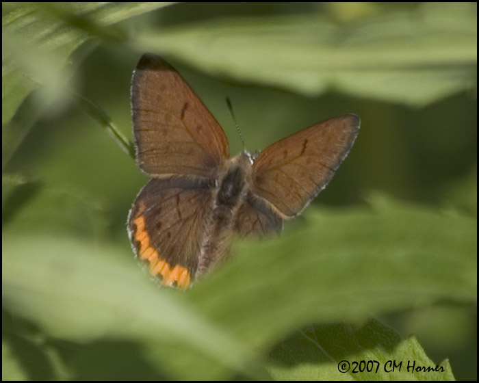 7694 Bronze Copper male.jpg
