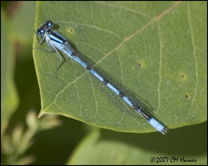7712 Marsh/Hagens Bluet?