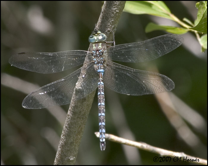 7838 Darner species.jpg