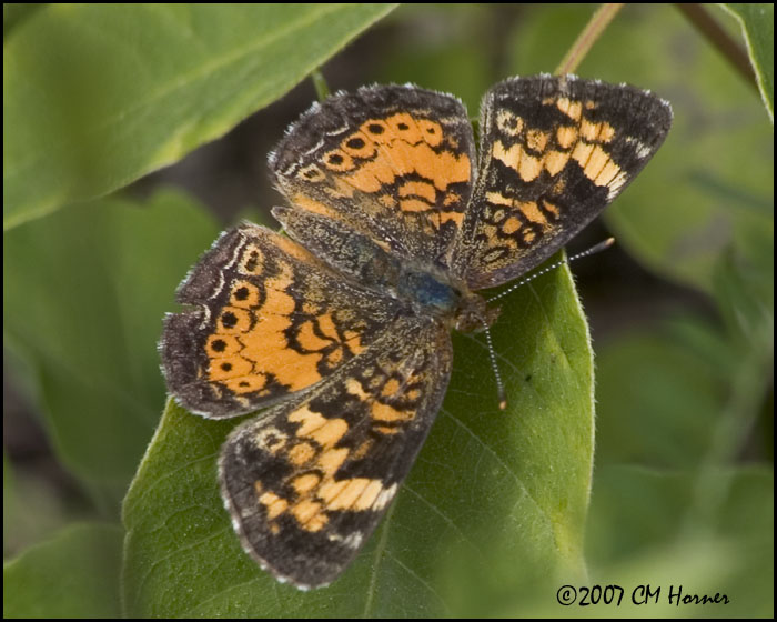 7884 Pearl Crescent.jpg