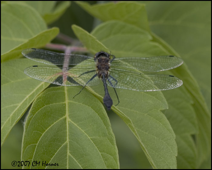 7920 Racket-tailed Emerald.jpg