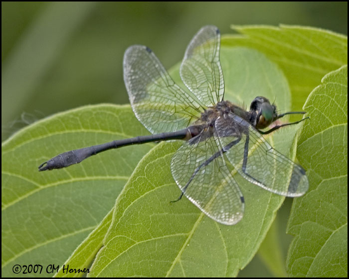 7929 Racket-tailed Emerald.jpg