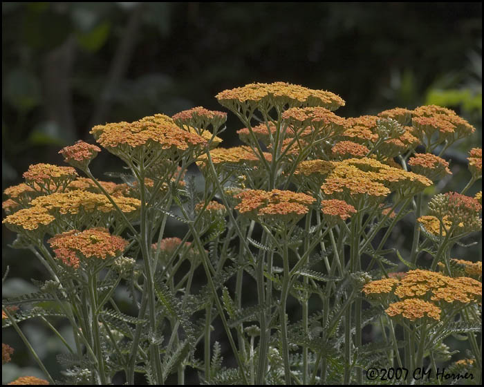 7979 Yarrow.jpg