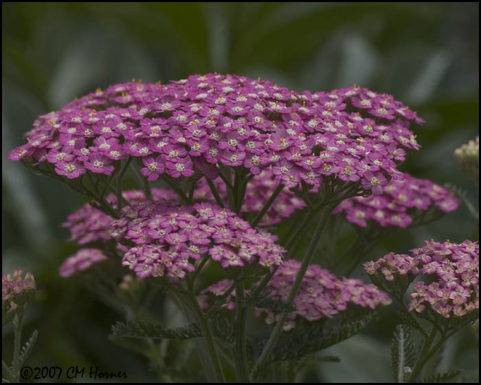 7981 Pink Yarrow.jpg