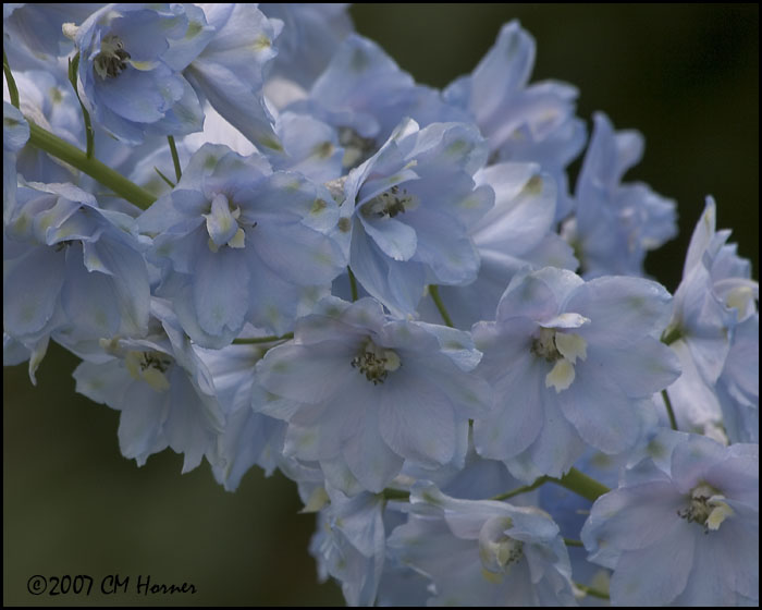 8002 Delphinium.jpg