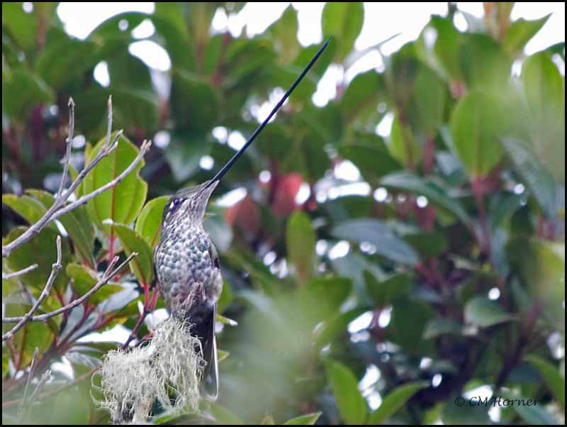 8650 Sword-billed Hummingbird female