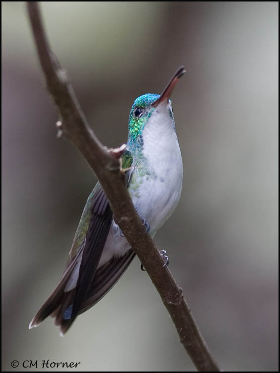 8763 Andean Emerald