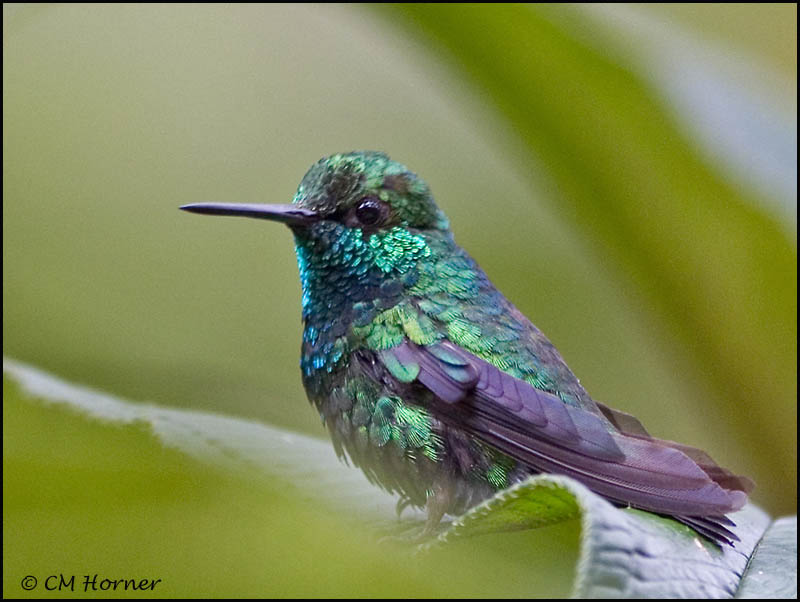 8851 Western Emerald