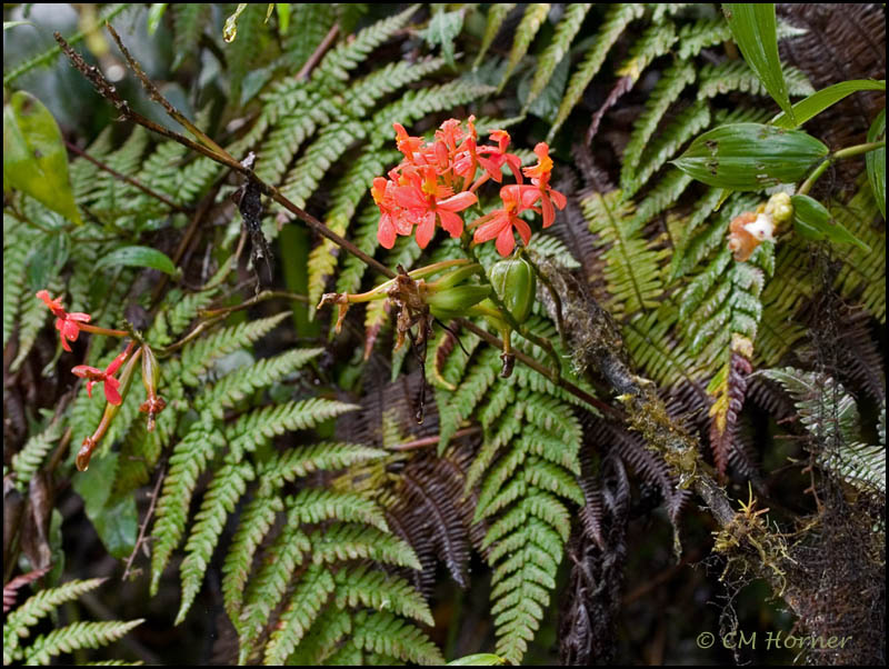 8669 Flowers and ferns