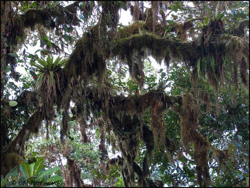 8683 Mossy tree