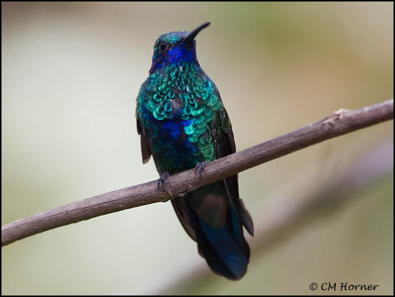 8748 Sparkling Violetear