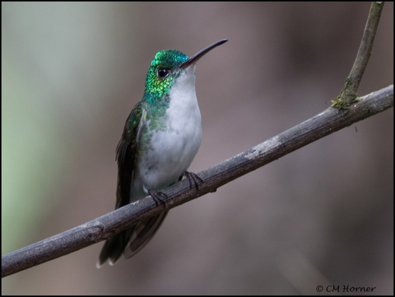 8757 Andean Emerald