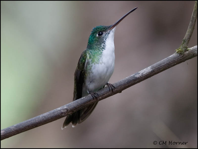 8759 Andean Emerald