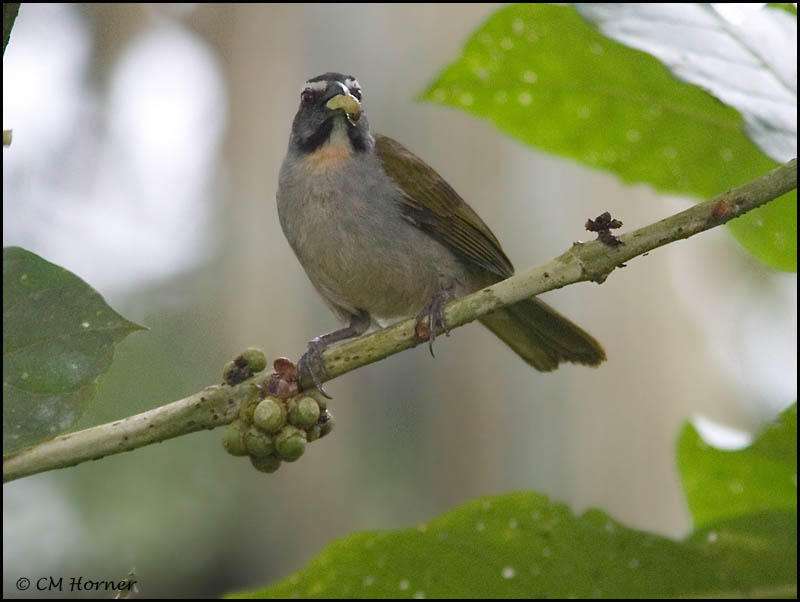 8858 Buff-throated Saltator