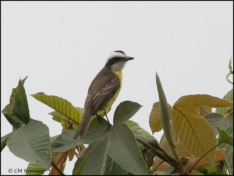 8908 White-ringed Flycatcher