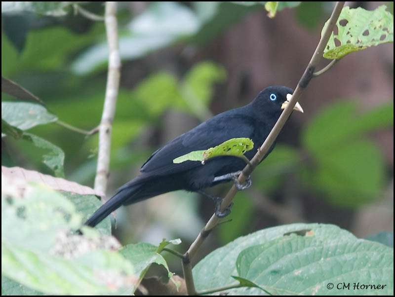 8928 Scarlet-rumped Cacique