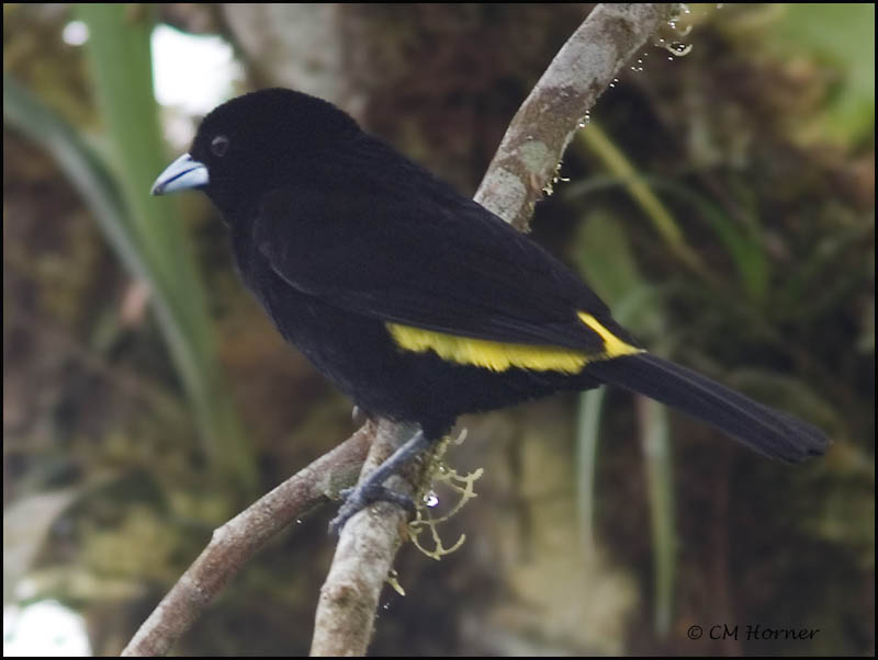 8980 Lemon-rumped Tanager