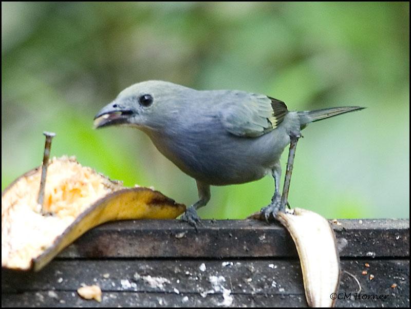 8997 Palm Tanager