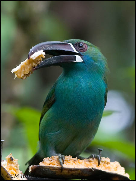 9012 Crimson-rumped Toucanet