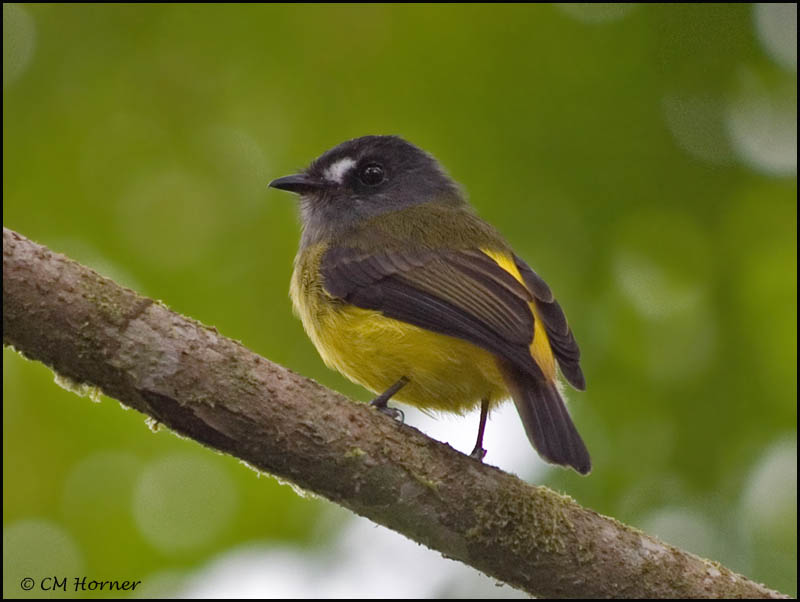 9038 Ornate Flycatcher