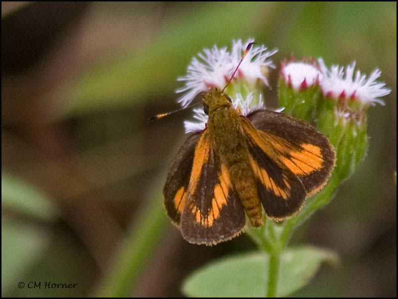 9096 Skipper id