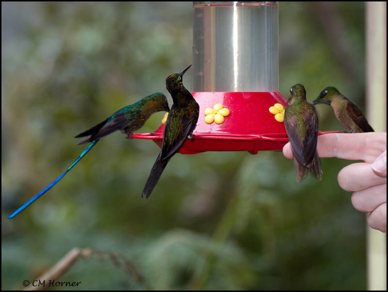 9136 Violet-tailed Sylph, Empress Brilliant & Fawn-breasted Brilliant