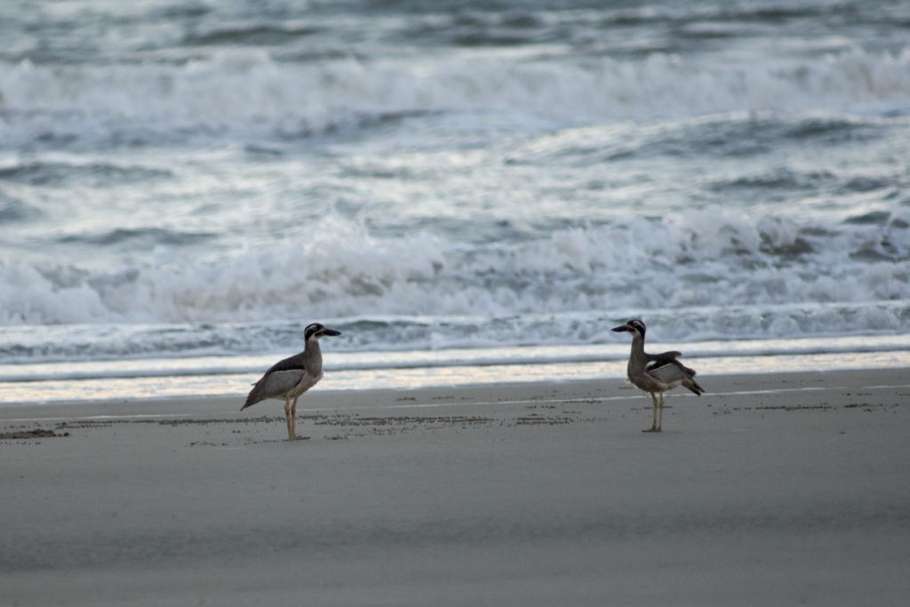 Two Beach Stone-Curlews <i>Esacus neglectus</i> (_DSC0066)