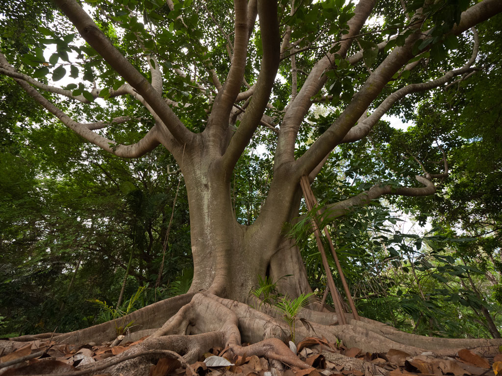 Fig tree </p>P1000246