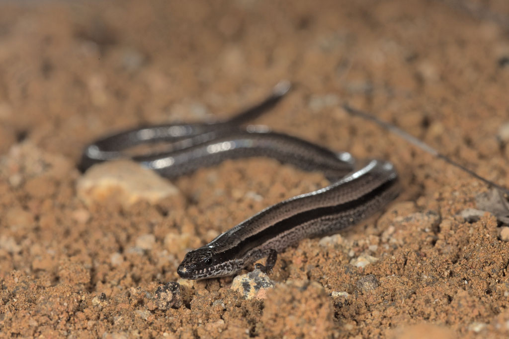 Skink, <i>Glaphyromorphus cracens</i> <p>IMG_0835