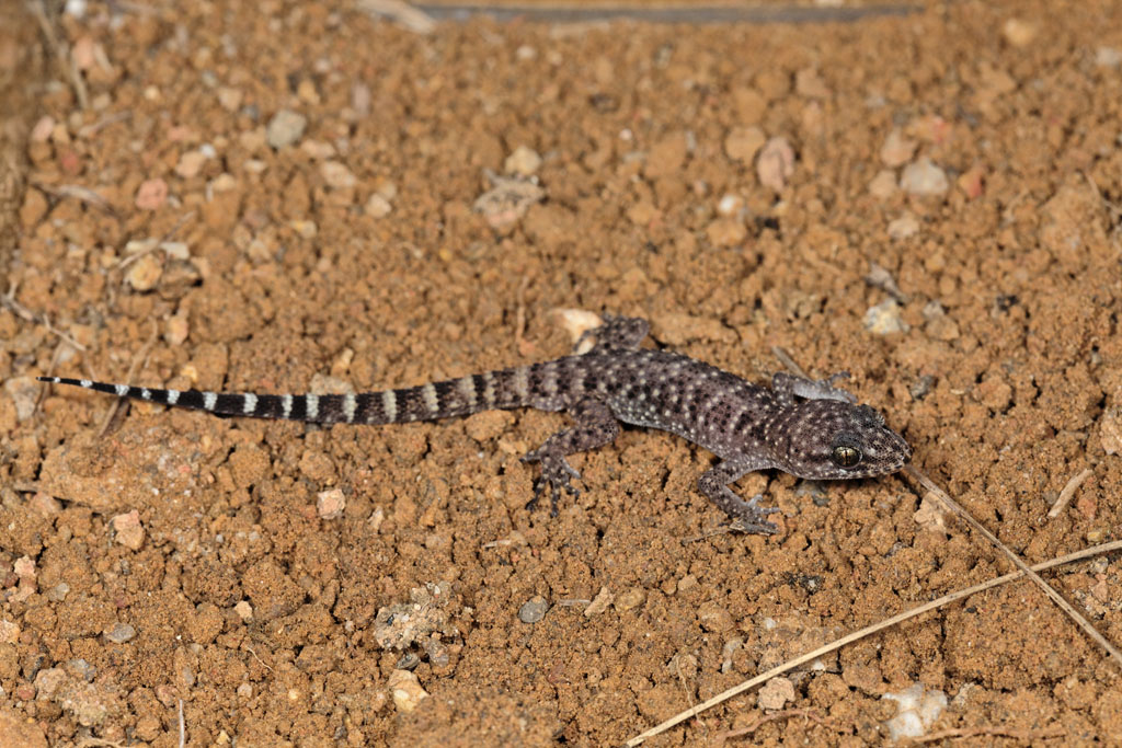 Bynoes Gecko, <i>Heteronotia binoei</i><p>IMG_0848