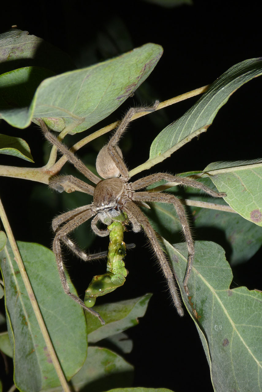 Large spider eating caterpillar <p>P1010307