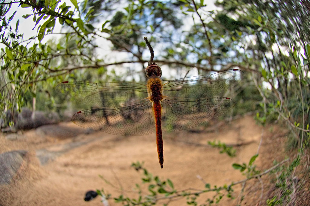 Dragonfly, <i>Pantala flavescens</i>, Granite Gorge, Queensland Australia DSC_9416