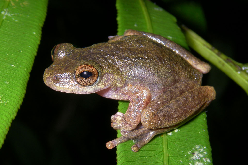 Common Mistfrog,  <i>Litoria rheocola</i>, near Innisfail, Queensland, Australia IMGP5192