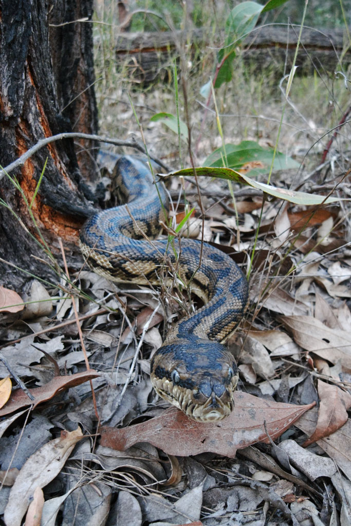 Carpet python, <i>Morelia spilota</i>, advancing towards camera
