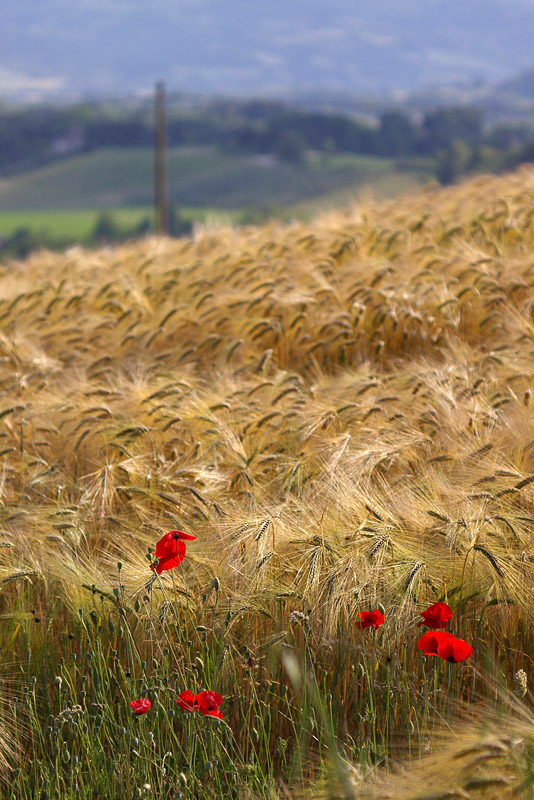 Campo