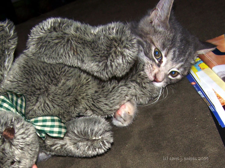 Whos winning? Teddy Bear or Kitten?